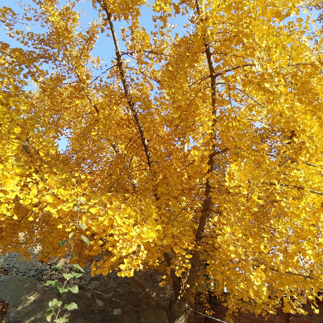 香木芝