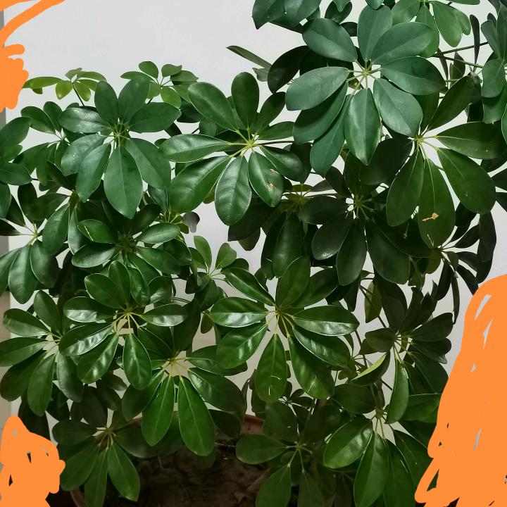 孚尹旁达