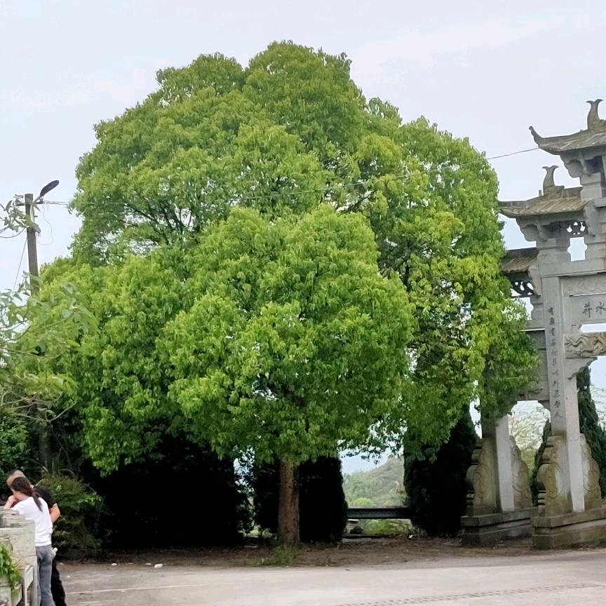 A大辣椒