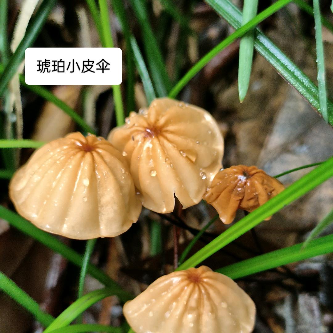 武当山猎菇人