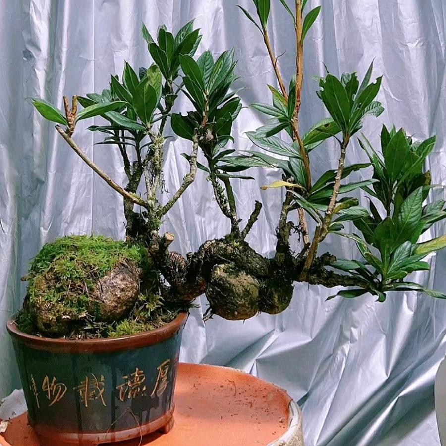 移 花 接 木 (相当来逮)