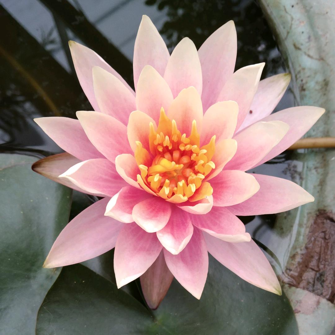 星星撒些糖