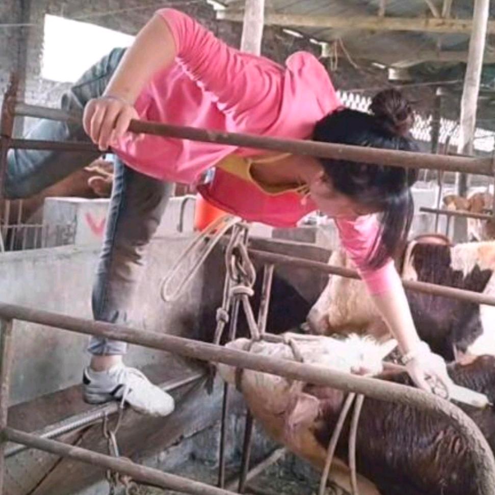 养牛小妹鲜黄牛肉（大英）
