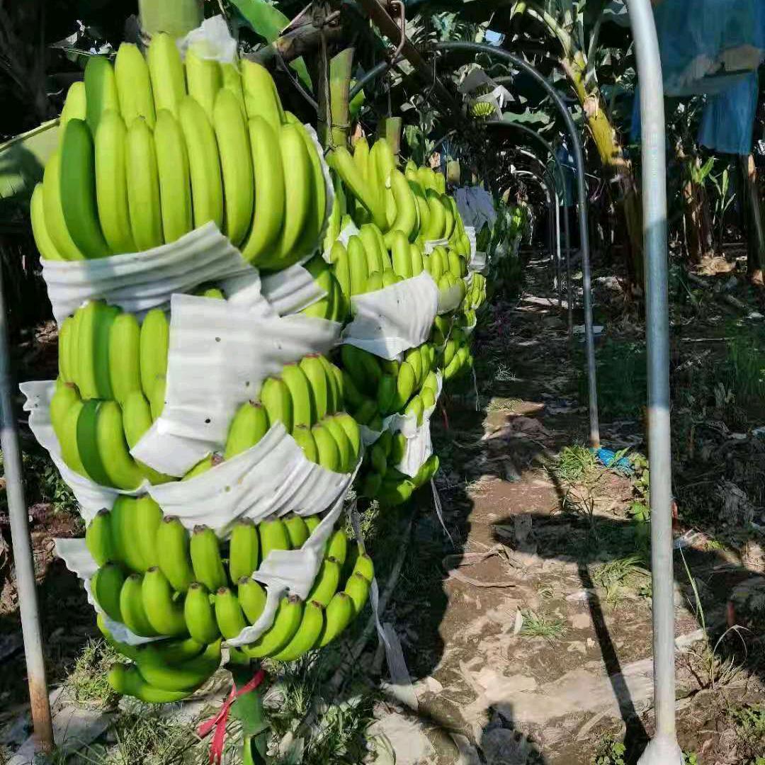 牛哥香蕉代办