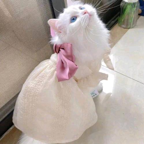木子小李