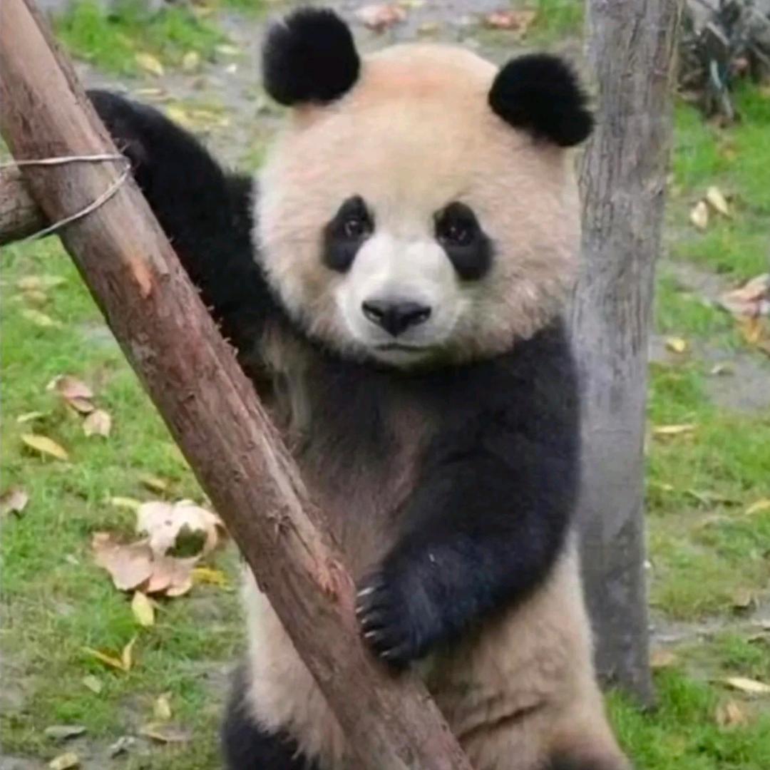 何小美