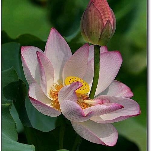 荷花蓓蕾(教唱歌龙老师学员)