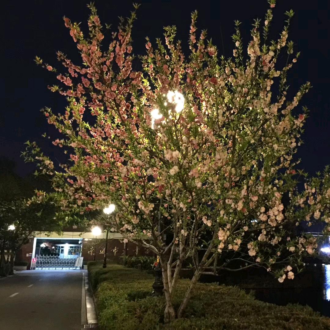 依窗听雨伤满城