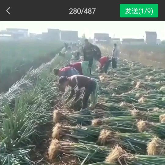 劳务承包大葱土豆姜