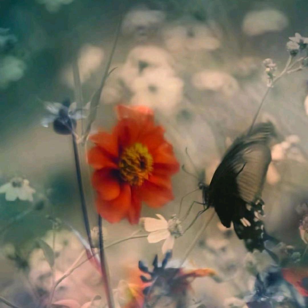 养鸡人的日常生活