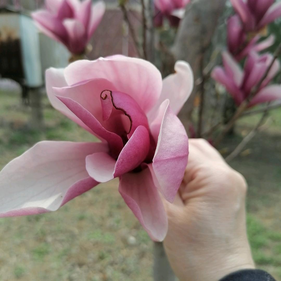 吉姥姥