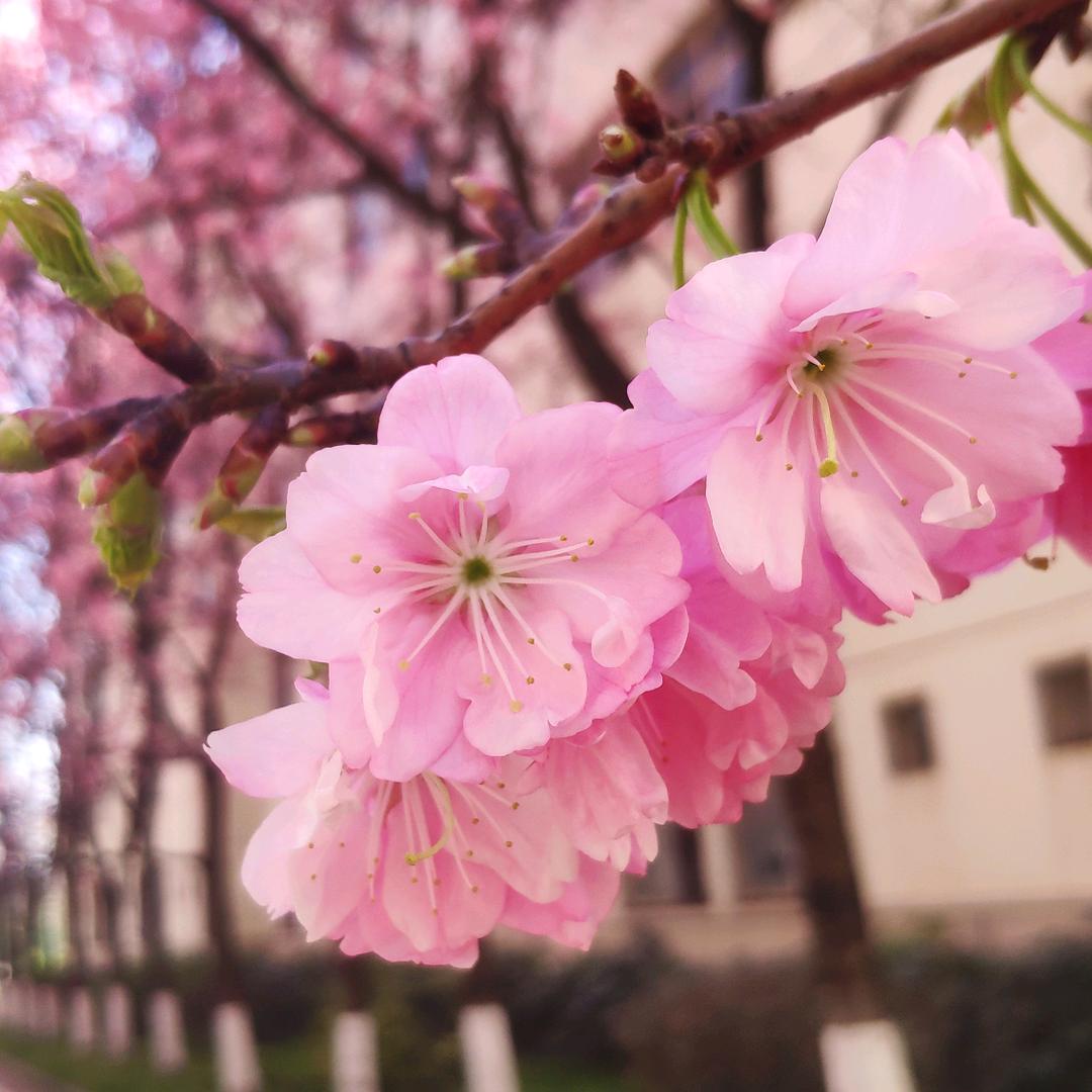 花生辣椒