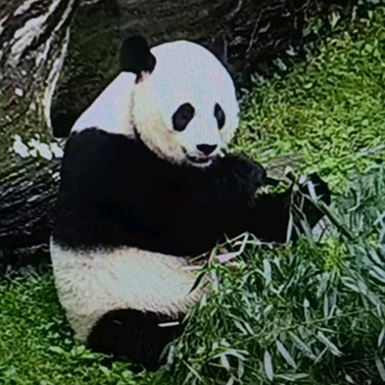 史努比