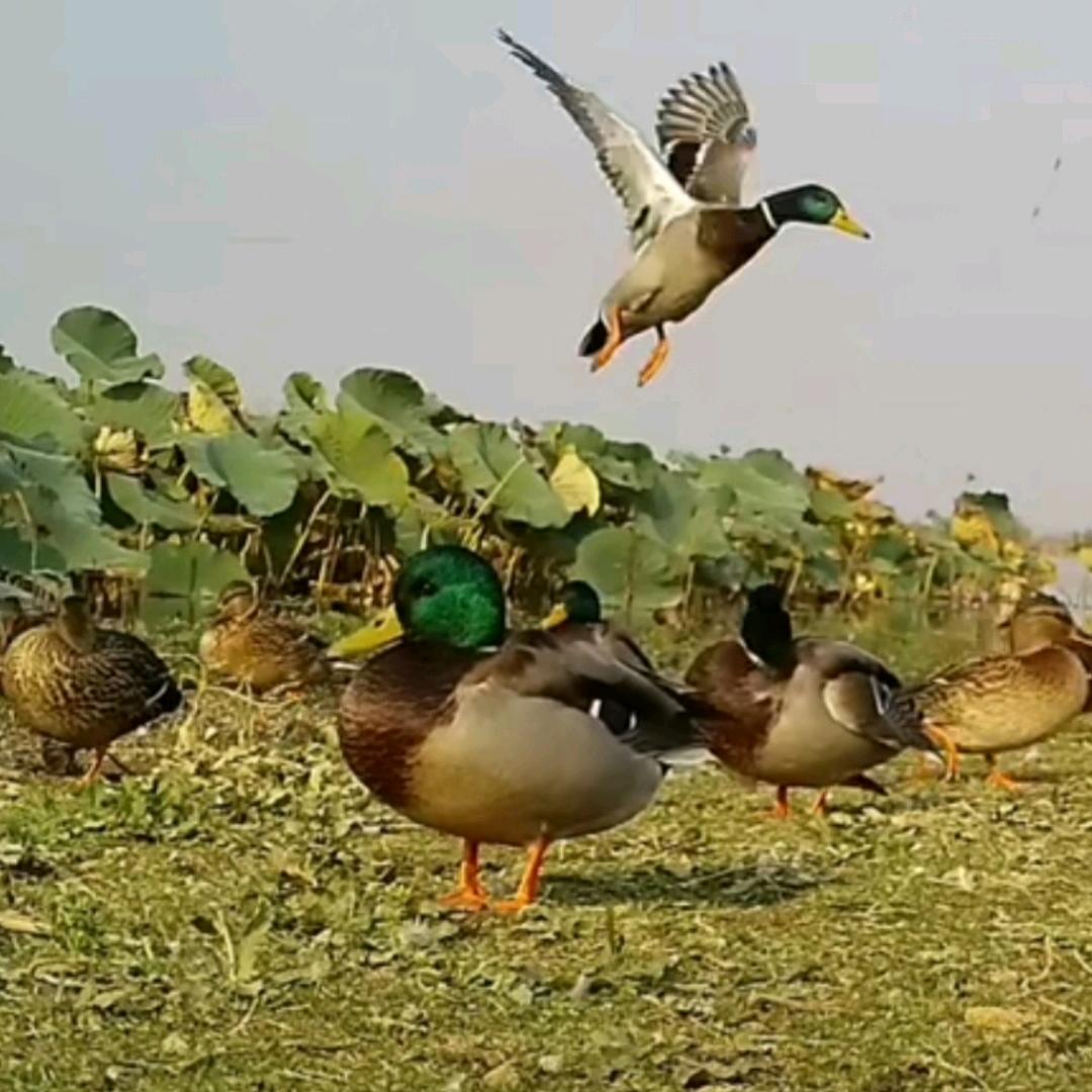 鸿鑫绿头飞鸭养殖