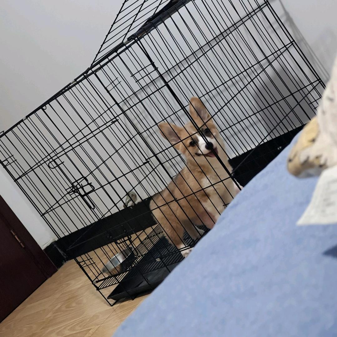 猎物👻 夜猫子