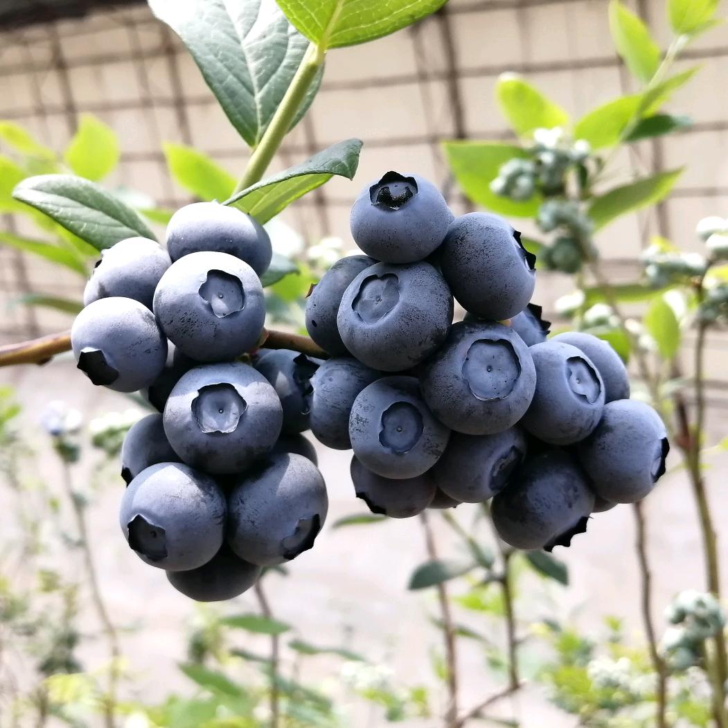 南昭云蓝莓技术