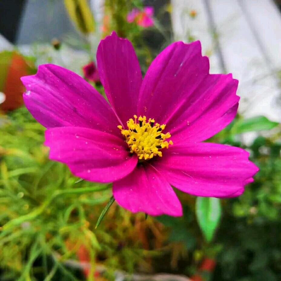 藏红花