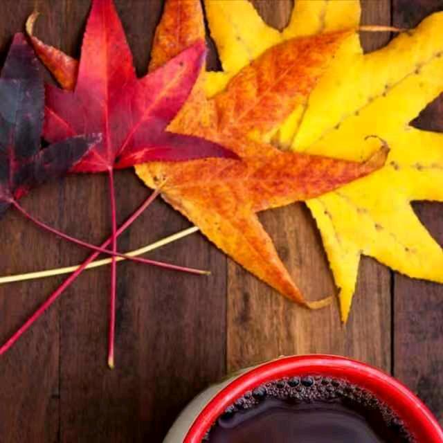 🍁️枫叶红🍁️