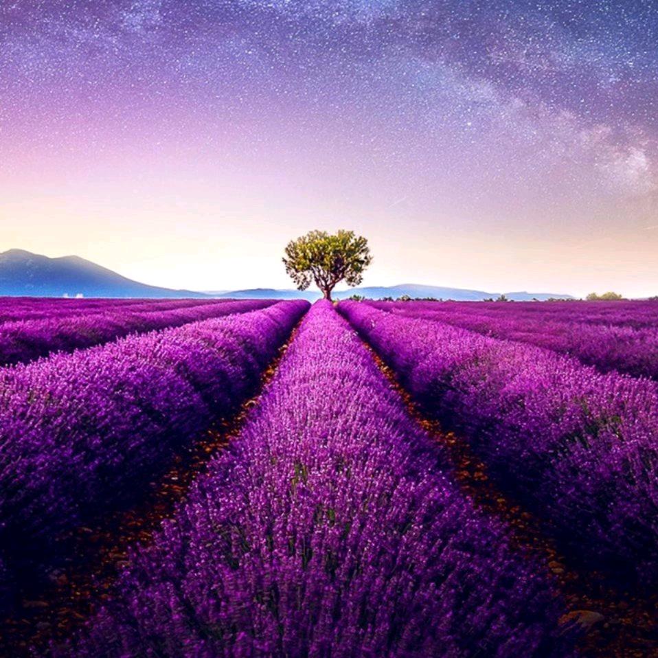 成林家金达莱冷面官方号