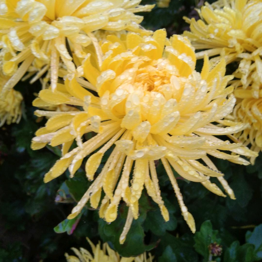 一个儿子的妈妈