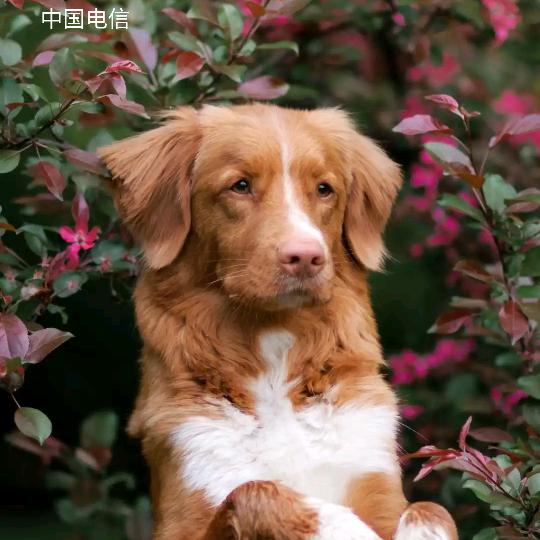 八戒～～～