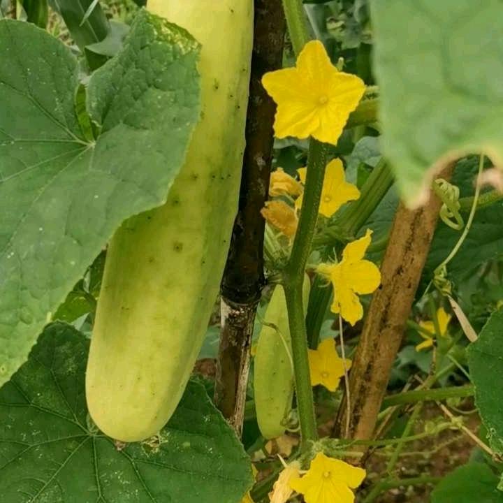 锤子，剪刀，布