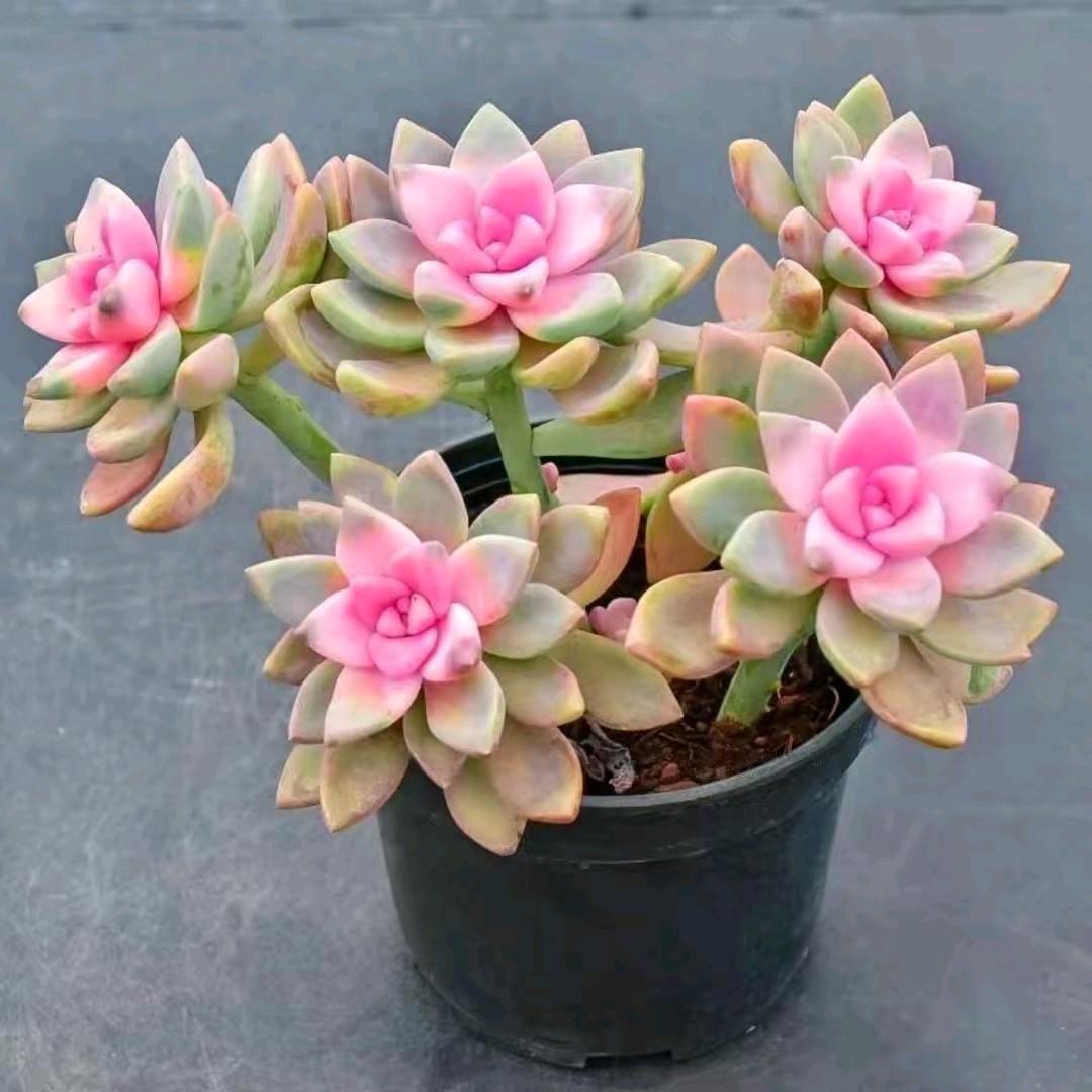 枝枝花开