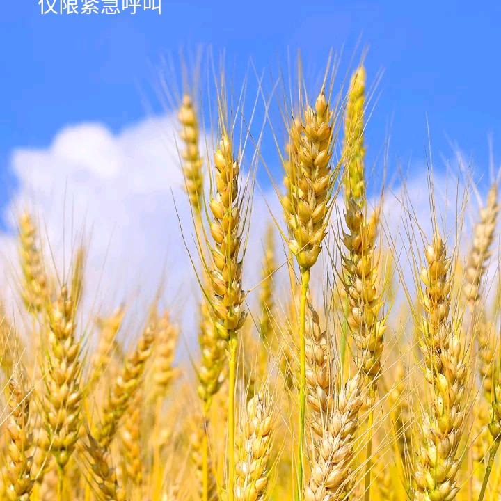 梦歌田园