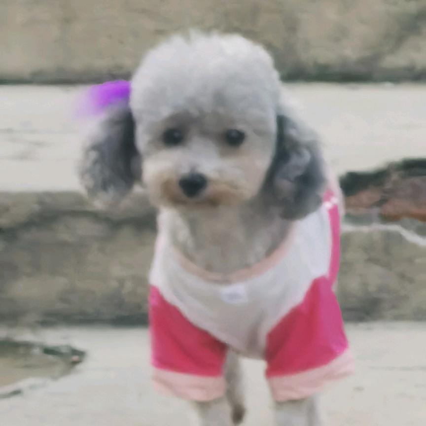 hi~梅子