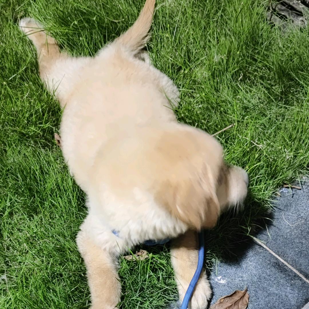 我的耳机掉地上了
