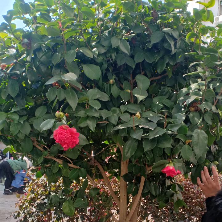有你真好