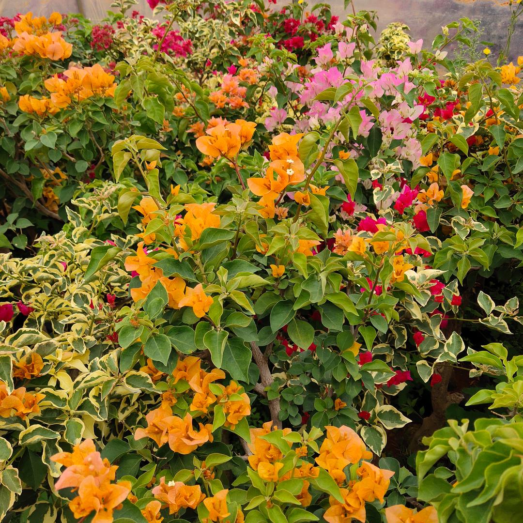 弥勒市清香坊餐饮店