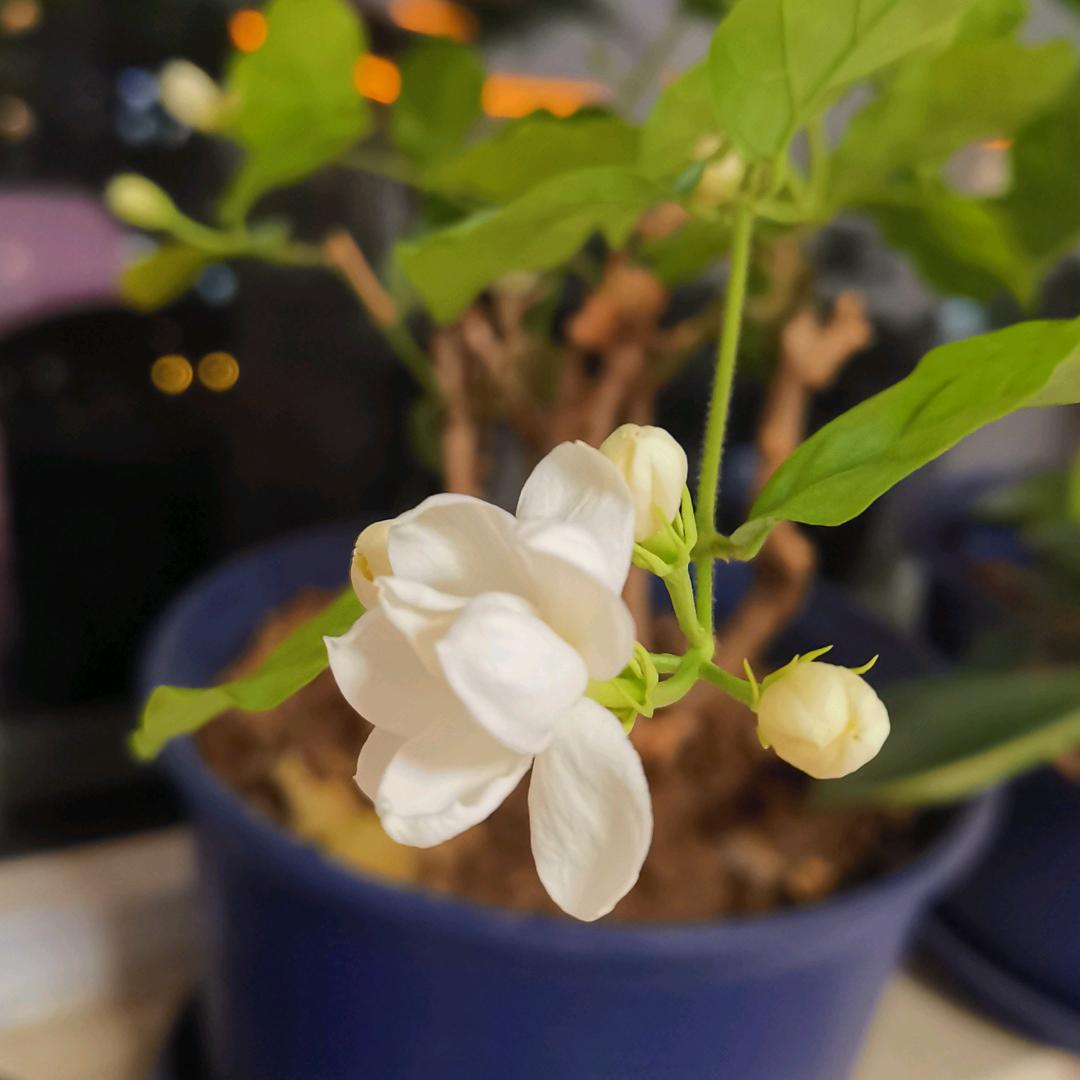 夏天的冰淇淋32
