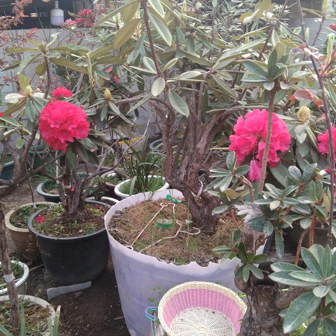 屈