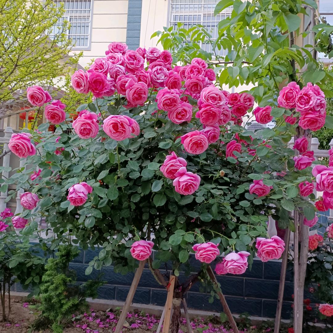 清风徐来