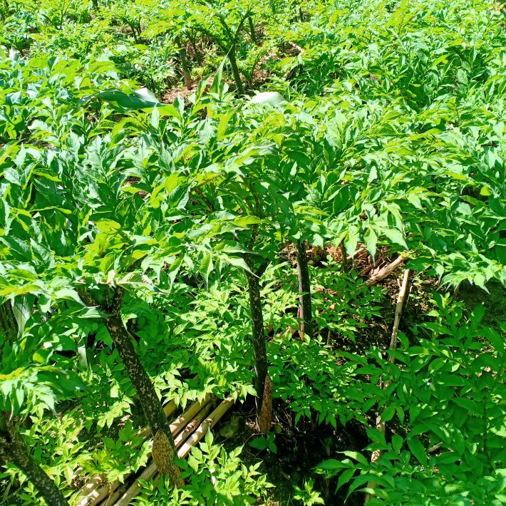 王凡爸磨芋