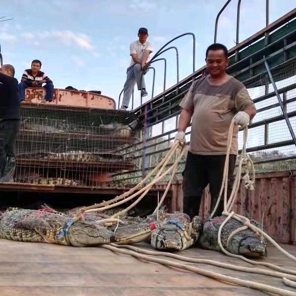 郑州绿源鳄鱼养殖