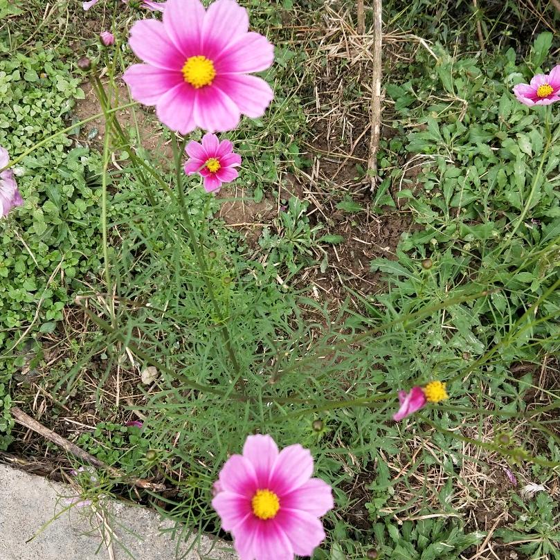 棒棒糖