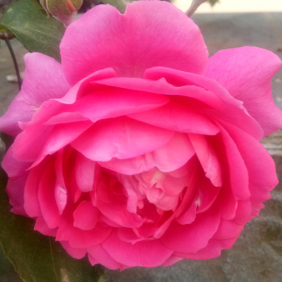 🦋ꦿ໊余生᭄🕊随心᭄ꦿᩚ٭