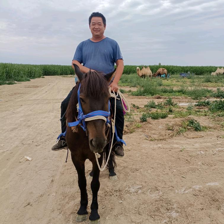 大漠雄鹰