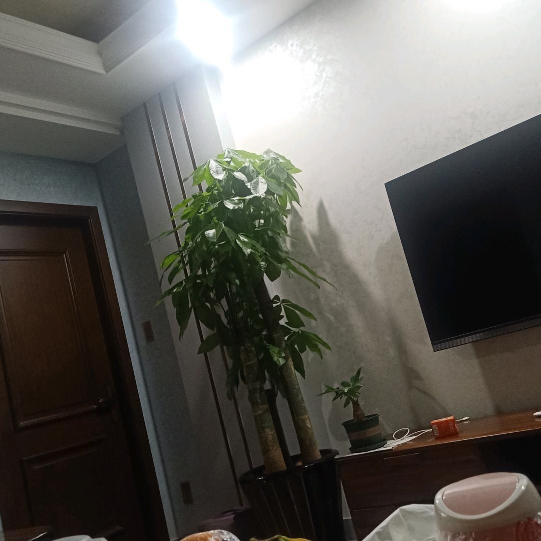 丰哥汽车教练