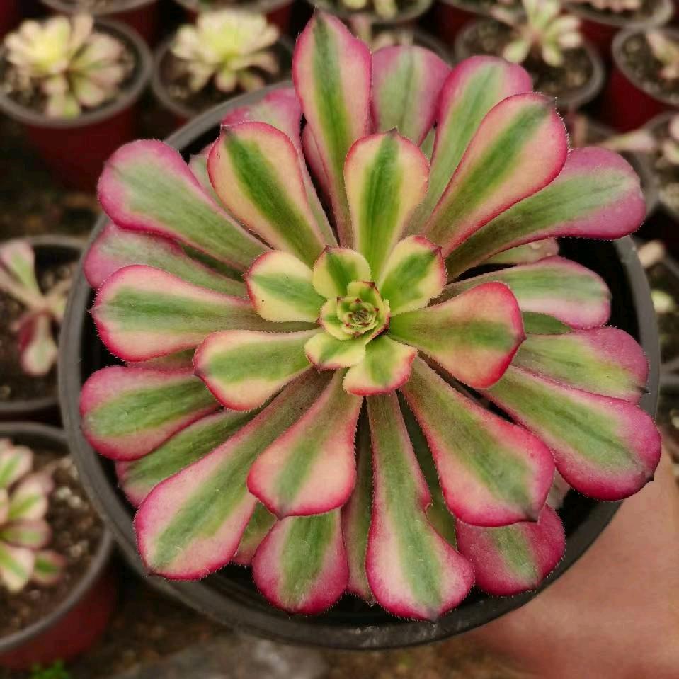 赵赵多肉（永顺法师园艺）