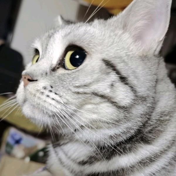 熊猫是猫呗