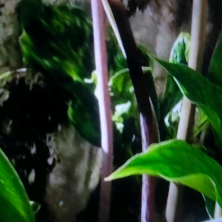 哀牢山歌不可能