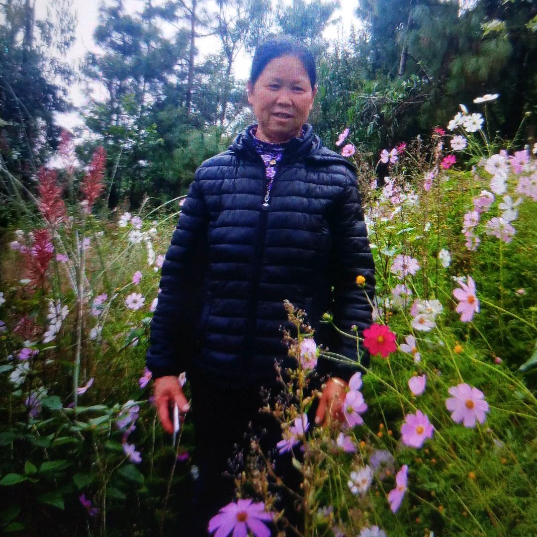 花落玫瑰雨