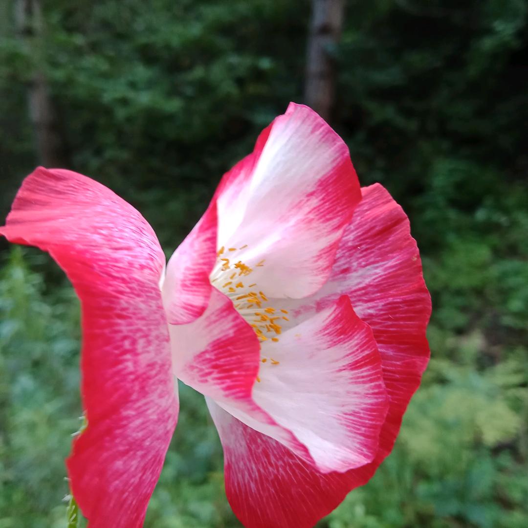 泾源县园丰民宿