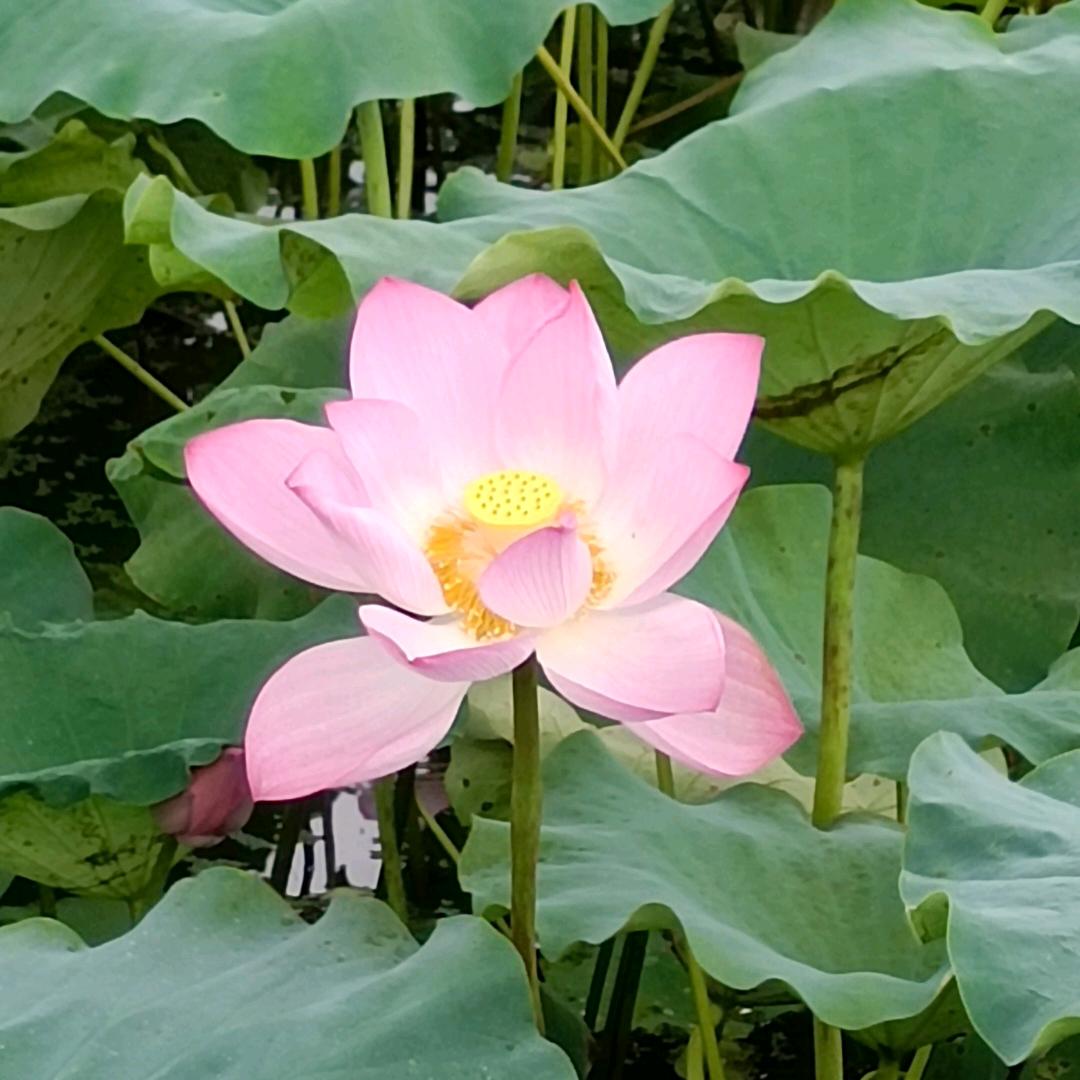 ღ᭄ꦿ꯭默言꧔ꦿএ᭄