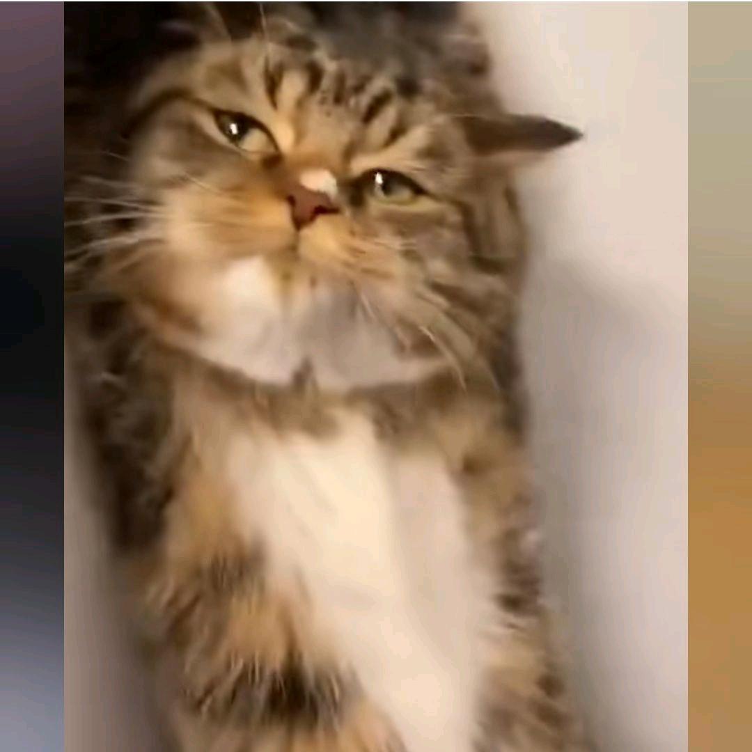 满山的猴子我腚最红