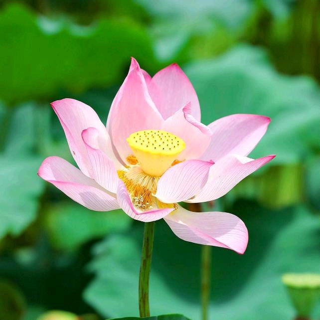 吉星高照2777热的24婆3733/