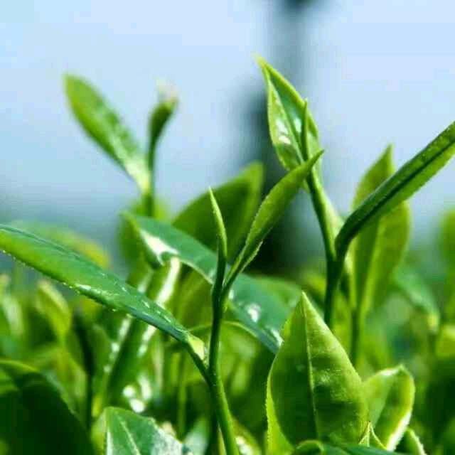茶茶